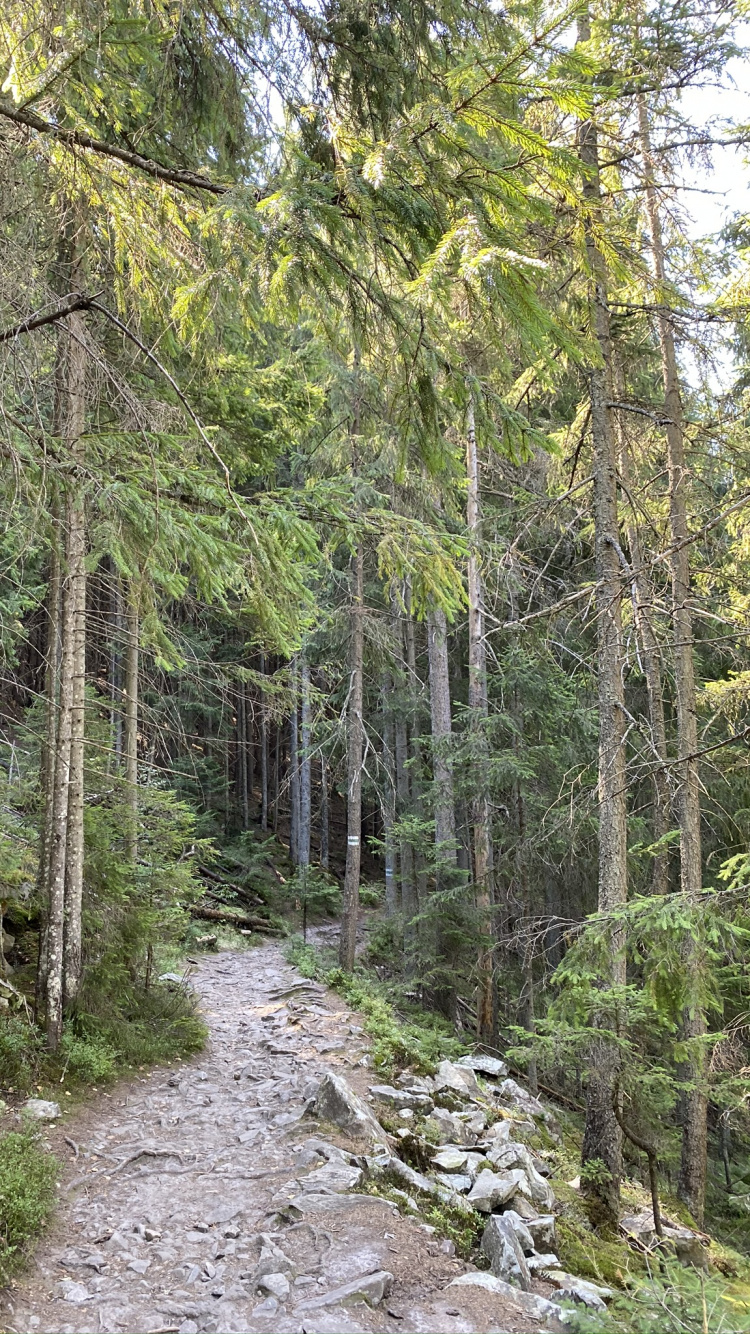 Обои дерево, растительность, природа, окружающая среда, растительное сообщество в разрешении 750x1334