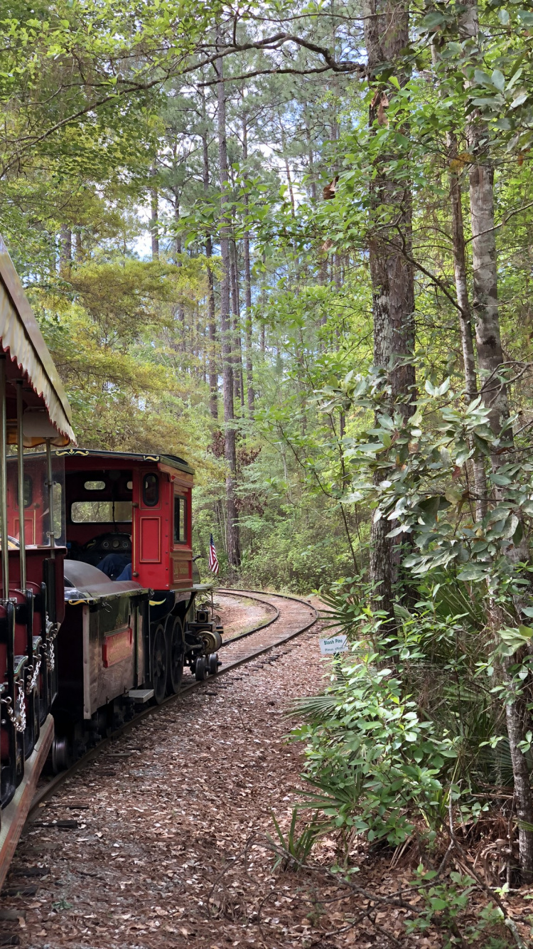 Обои железнодорожный транспорт, поезд, железнодорожный вагон, лист, трек в разрешении 750x1334