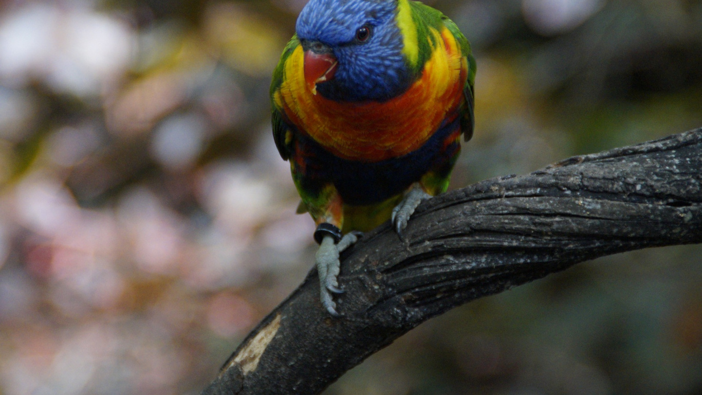 Обои Радужный лорикет, вольер, птица, клюв, попугай в разрешении 1366x768