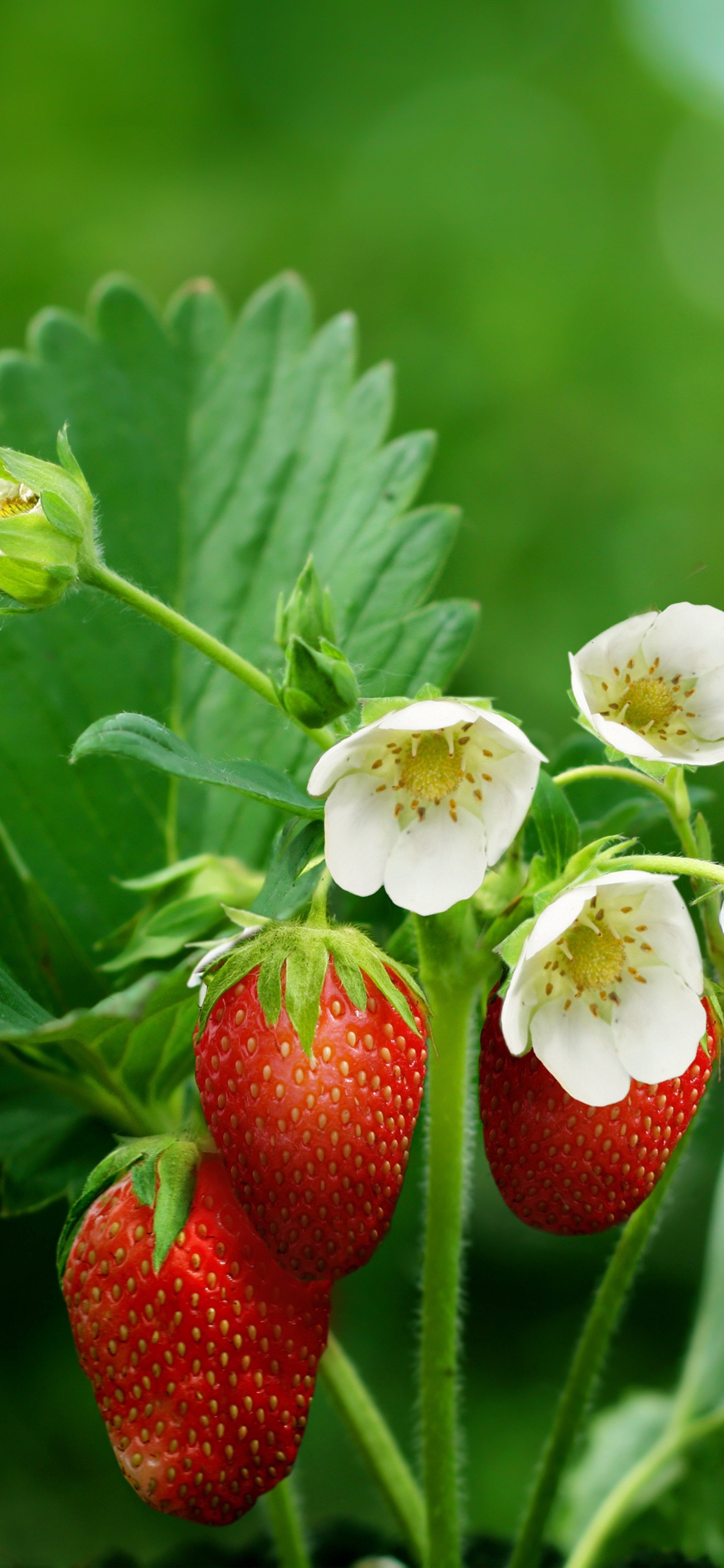 Обои клубника, ягоды, фрукты, цветковое растение, растение в разрешении 1125x2436