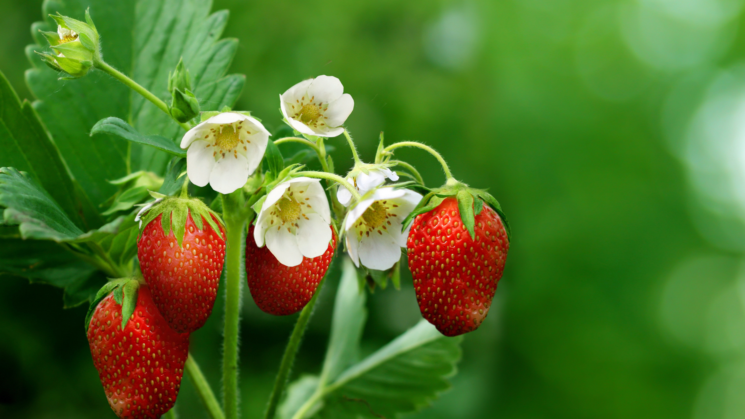 Обои клубника, ягоды, фрукты, цветковое растение, растение в разрешении 2560x1440