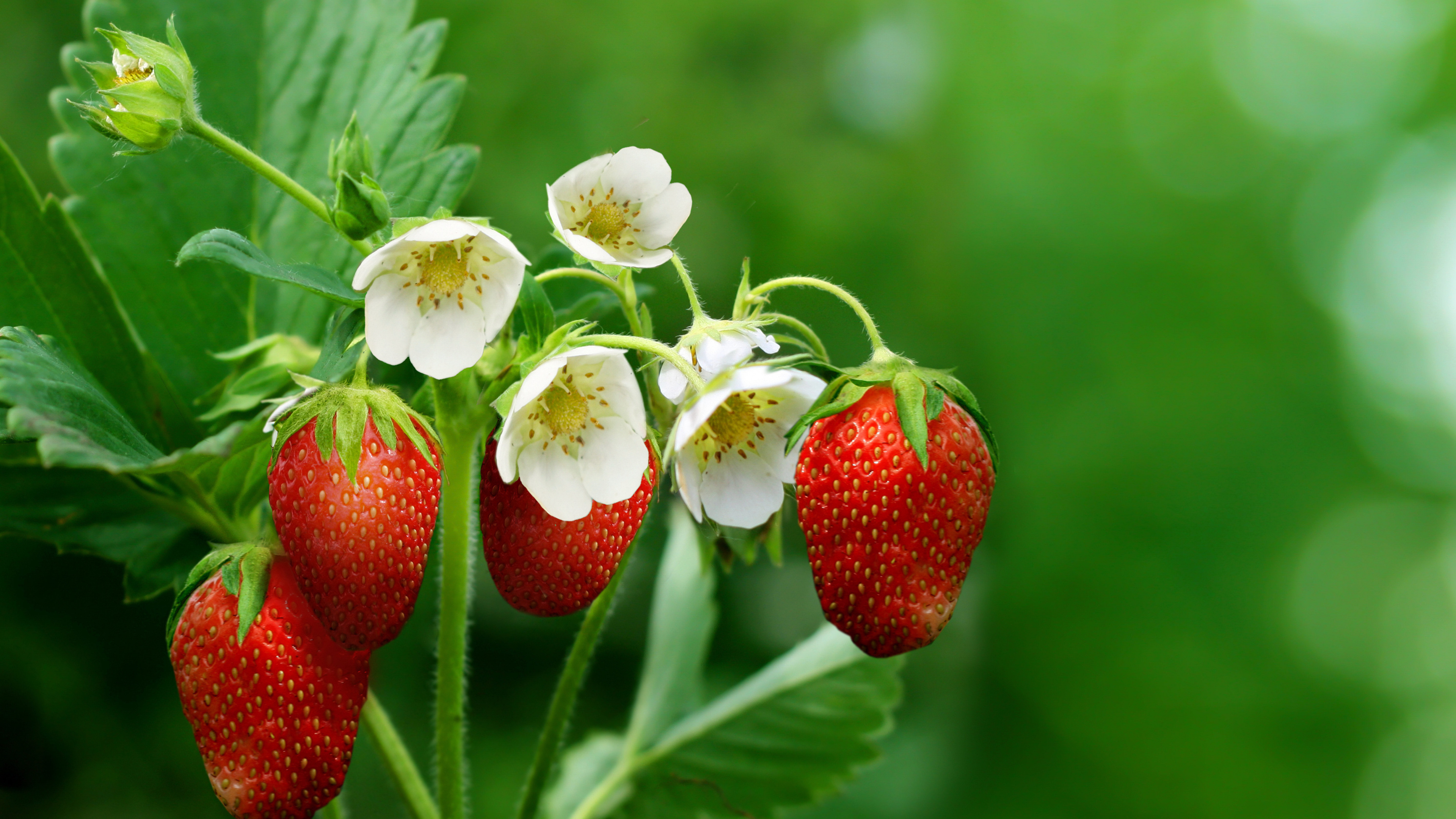 Обои клубника, ягоды, фрукты, цветковое растение, растение в разрешении 3840x2160