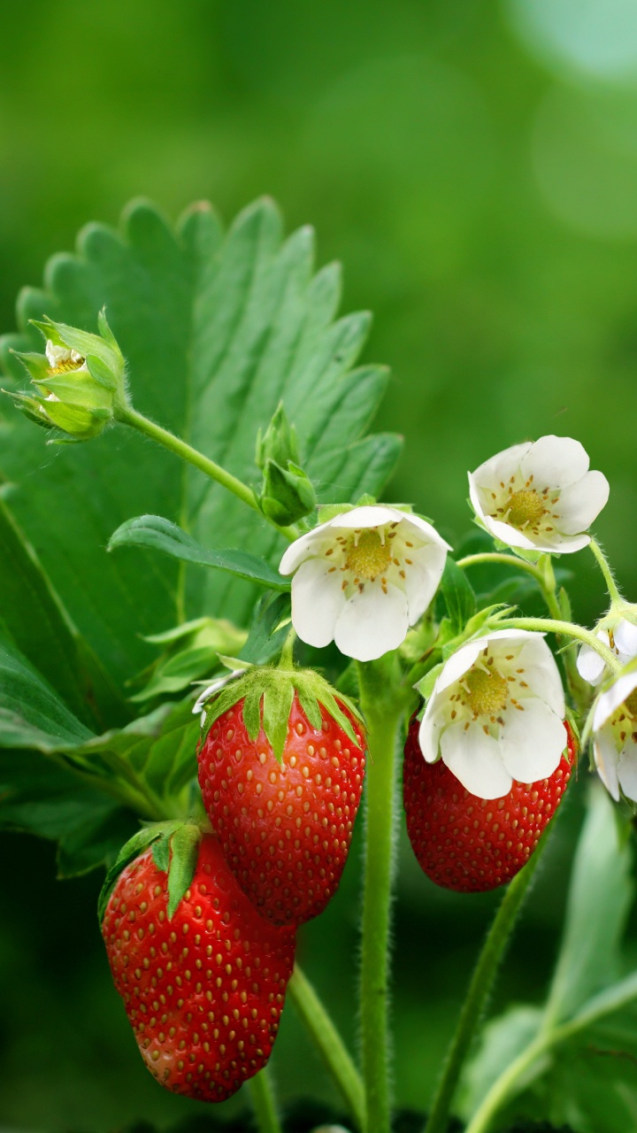 Обои клубника, ягоды, фрукты, цветковое растение, растение в разрешении 720x1280