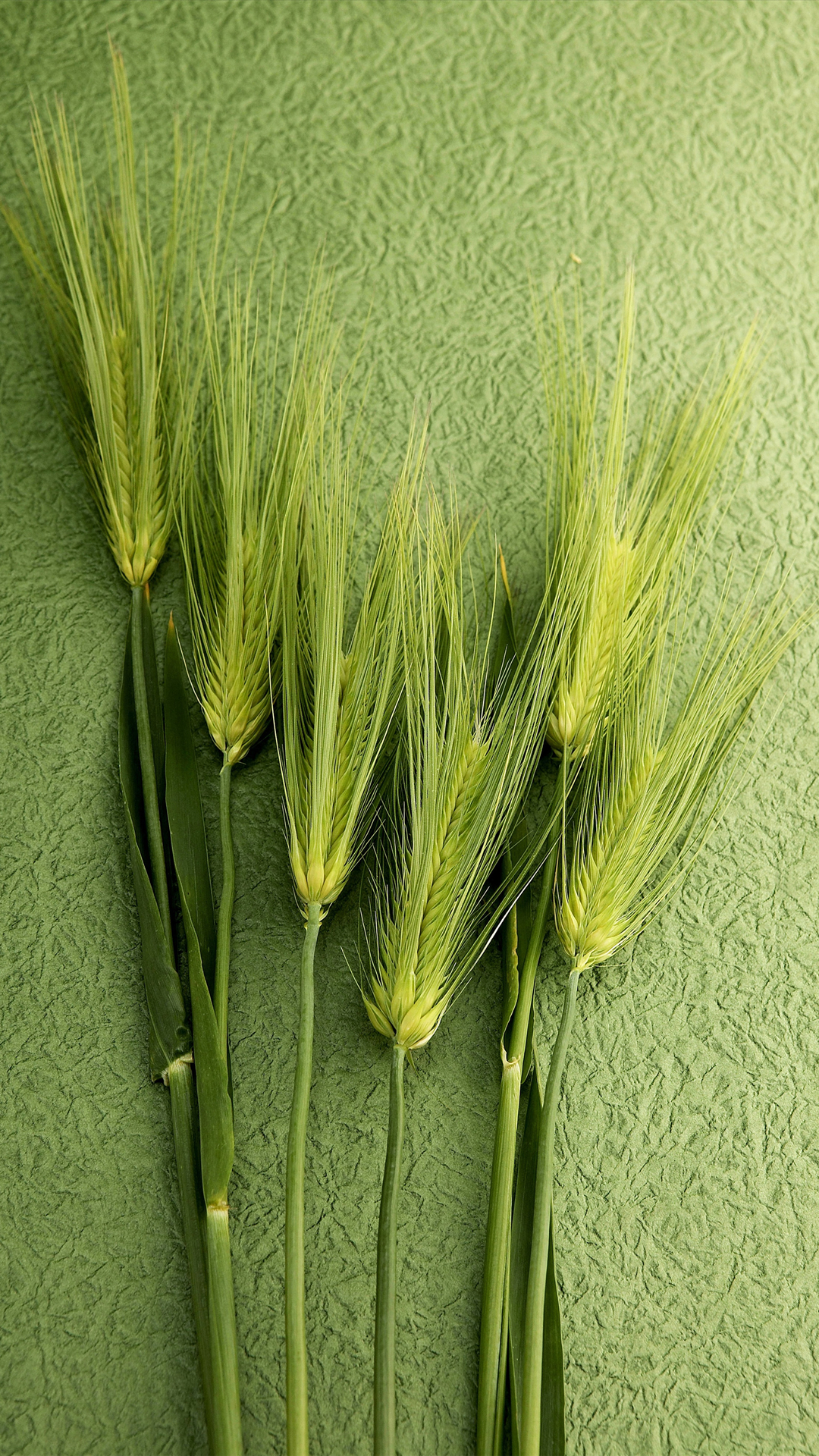 Обои TCL, продовольственное зерно, андроид, OPPO, зеленый в разрешении 1080x1920