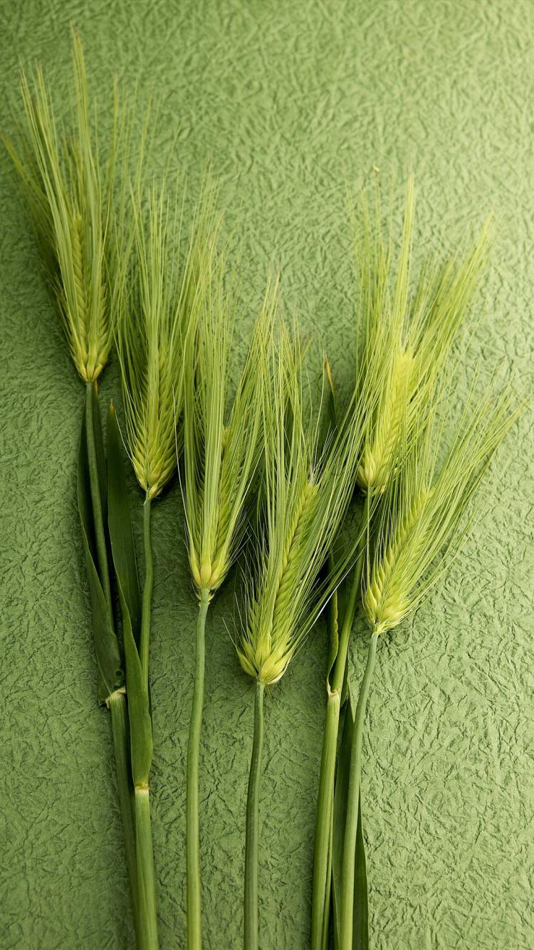 Обои TCL, продовольственное зерно, андроид, OPPO, зеленый в разрешении 750x1334