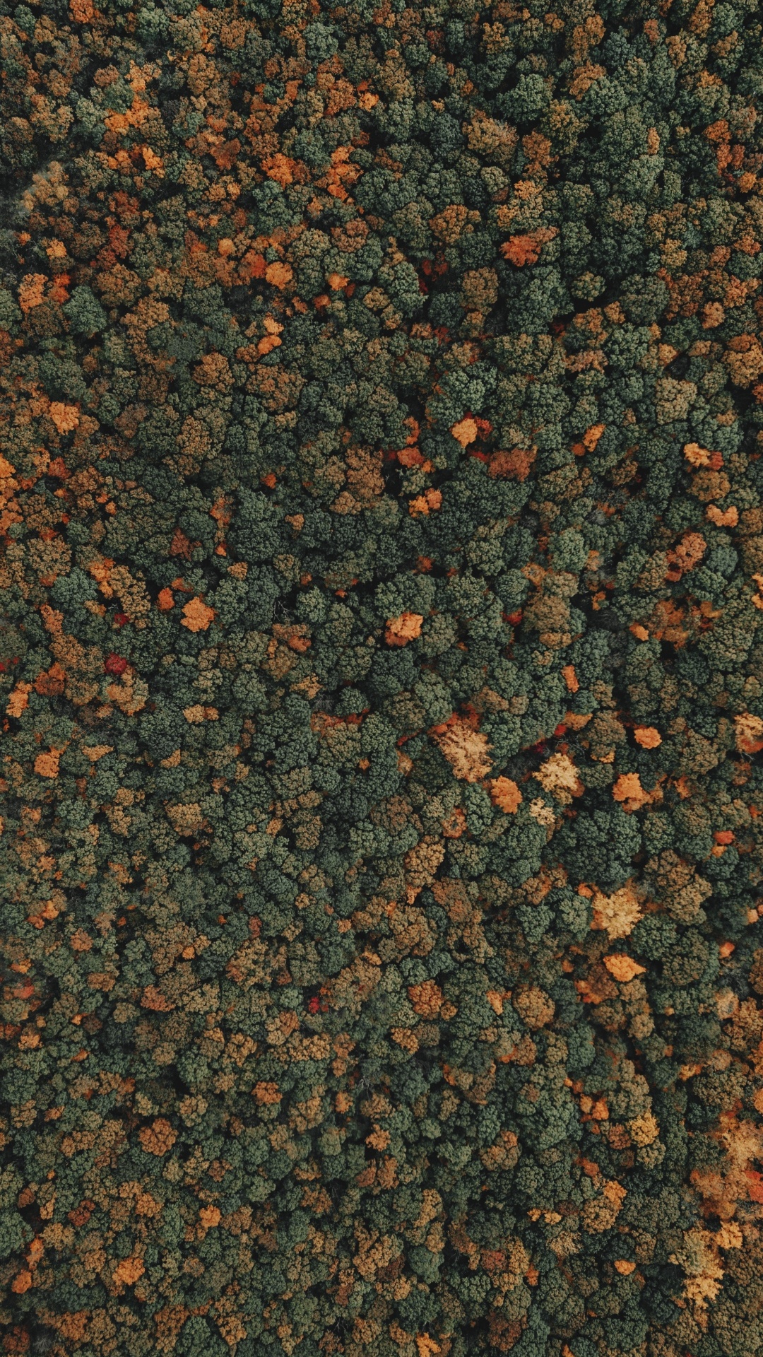 Обои лес, дерево, Апельсин, персик в разрешении 1080x1920