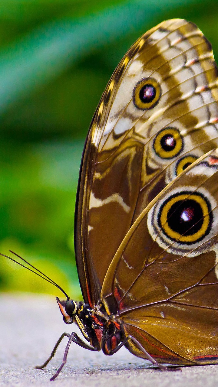 Обои мотыльки и бабочки, бабочка, насекомое, беспозвоночных, опылитель в разрешении 720x1280