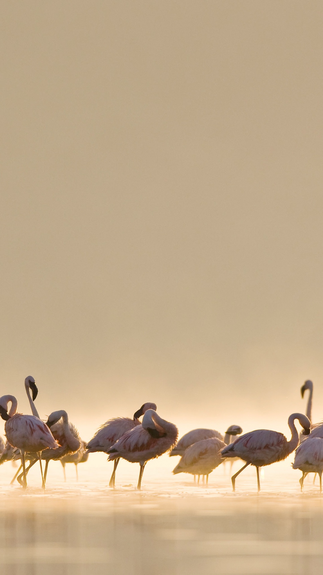 Обои макбук Эйр, Эпл, iMac, верблюд, окружающая среда в разрешении 1080x1920