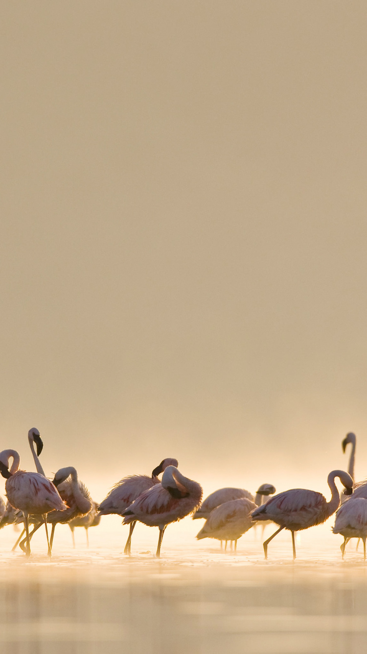 Обои макбук Эйр, Эпл, iMac, верблюд, окружающая среда в разрешении 750x1334