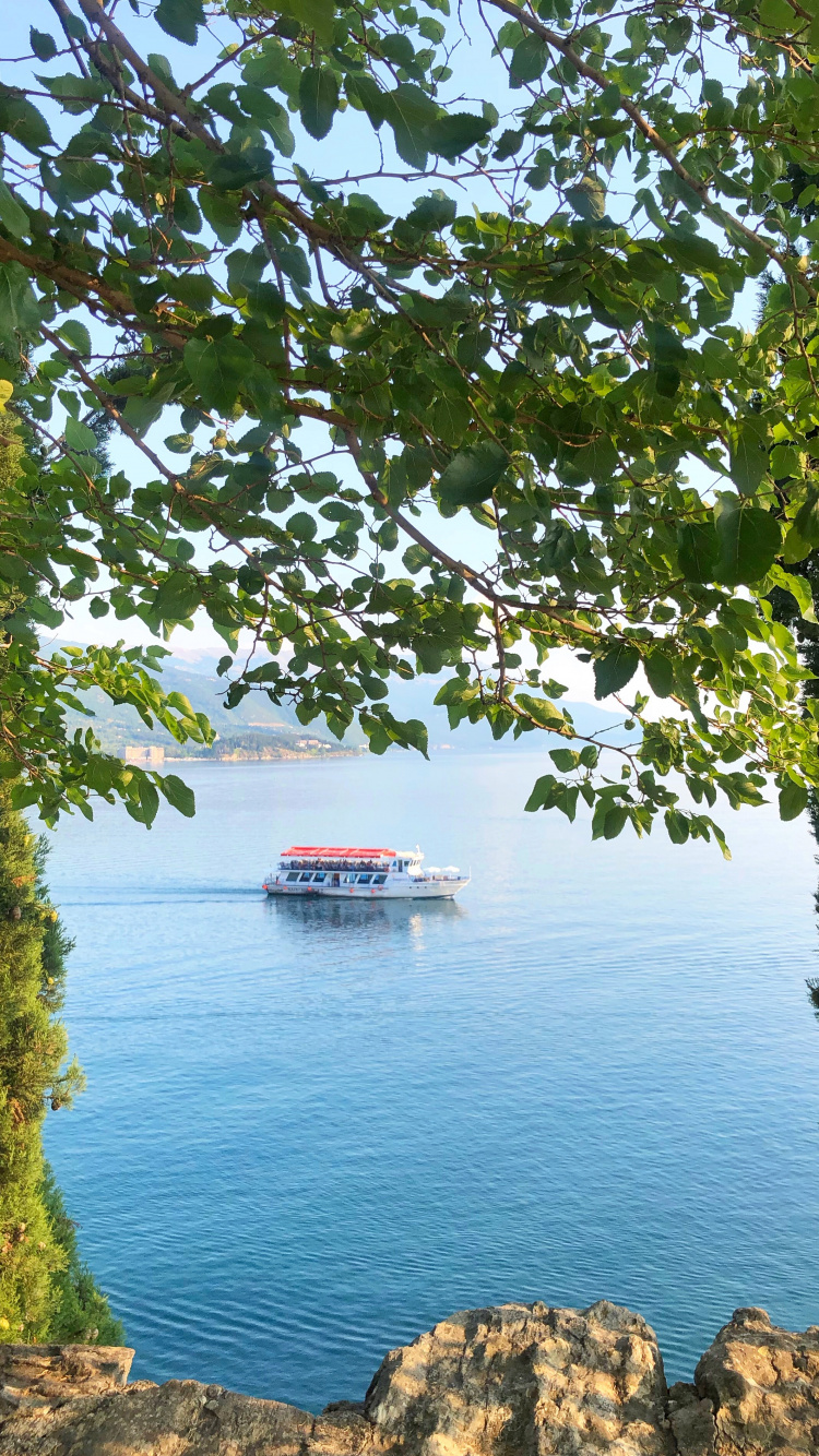 Обои природа, лист, биология, наука, рассада в разрешении 750x1334