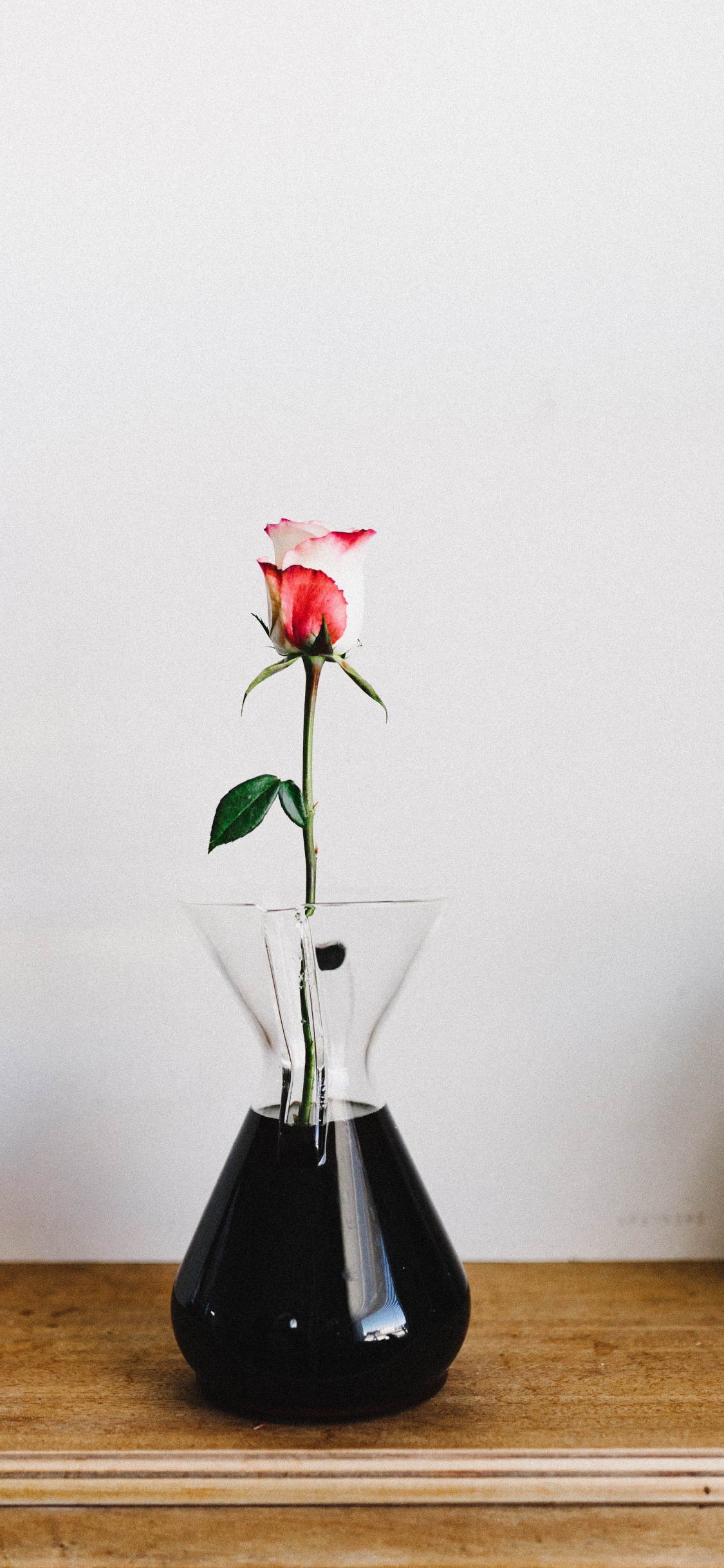 Обои икебана, арт, Антуриум, комнатное растение, растение в разрешении 1125x2436