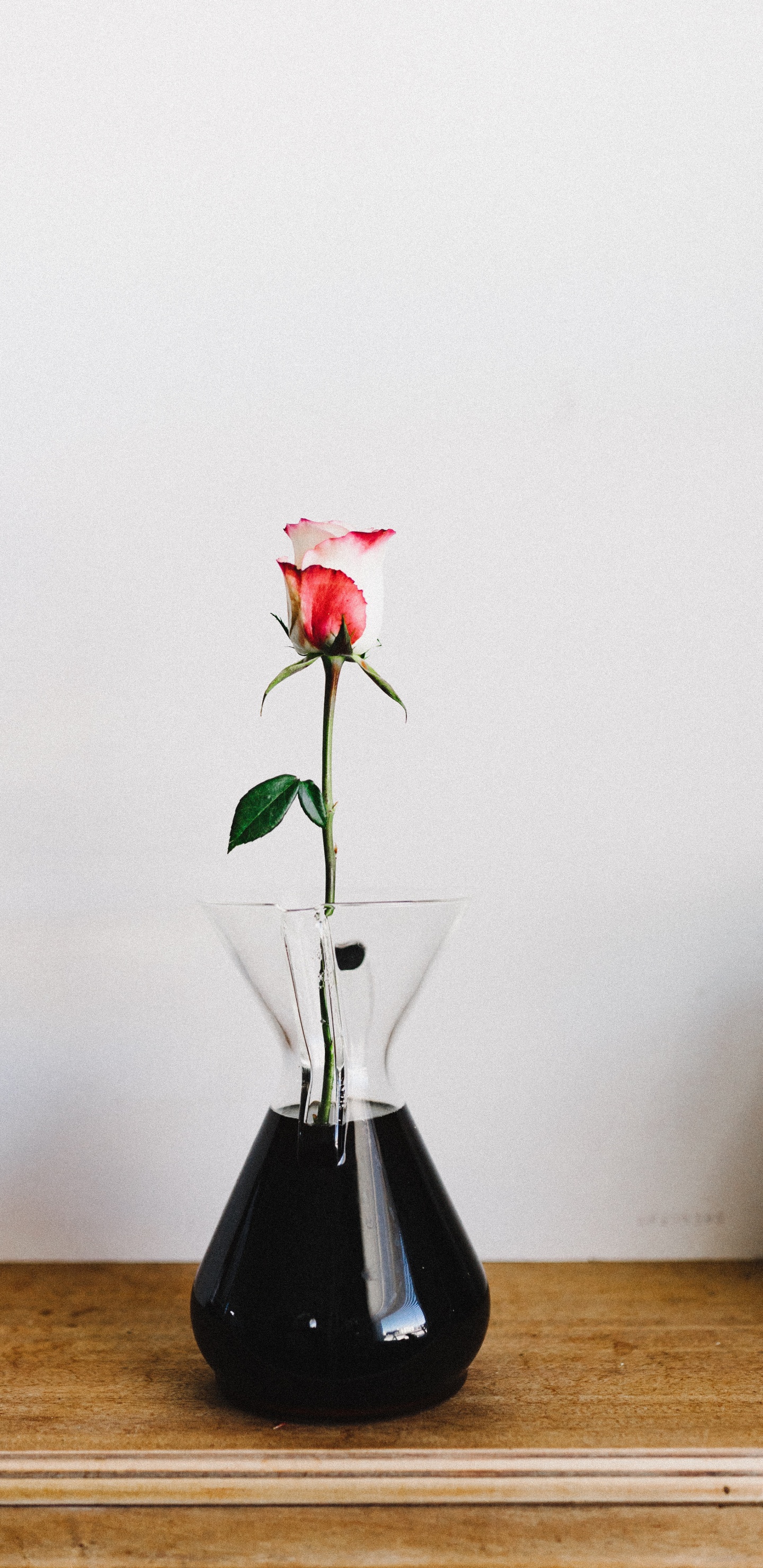 Обои икебана, арт, Антуриум, комнатное растение, растение в разрешении 1440x2960