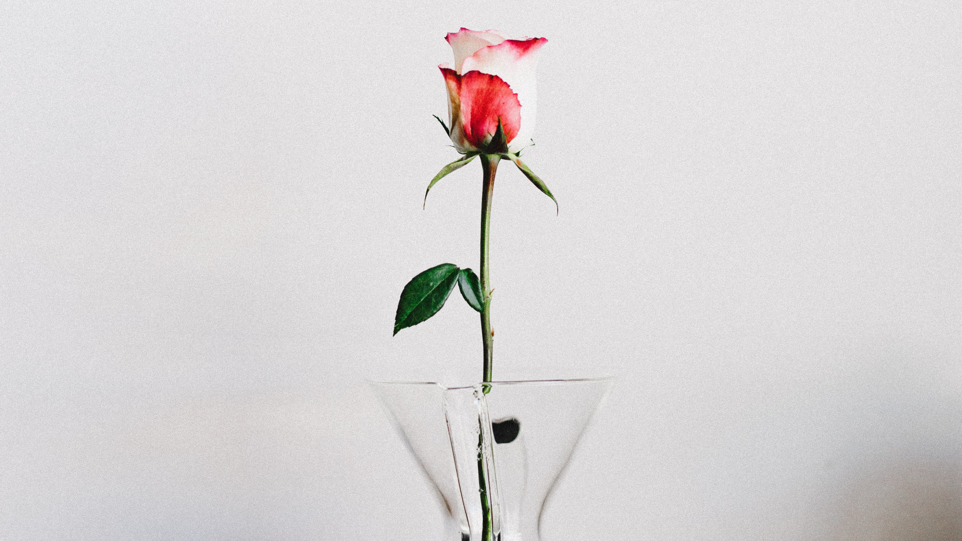 Обои икебана, арт, Антуриум, комнатное растение, растение в разрешении 1920x1080