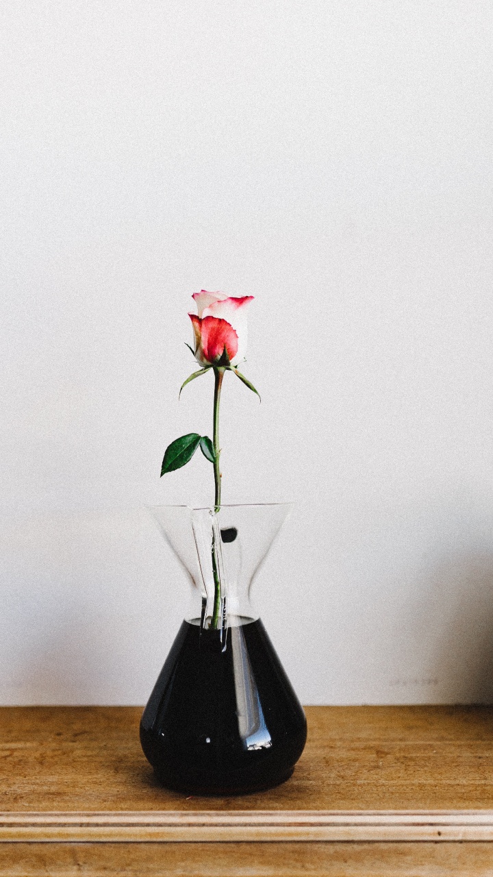 Обои икебана, арт, Антуриум, комнатное растение, растение в разрешении 720x1280