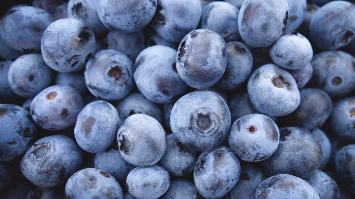 Обои Черника, Ферма, фрукты, ягоды, суперфуд в разрешении 1366x768