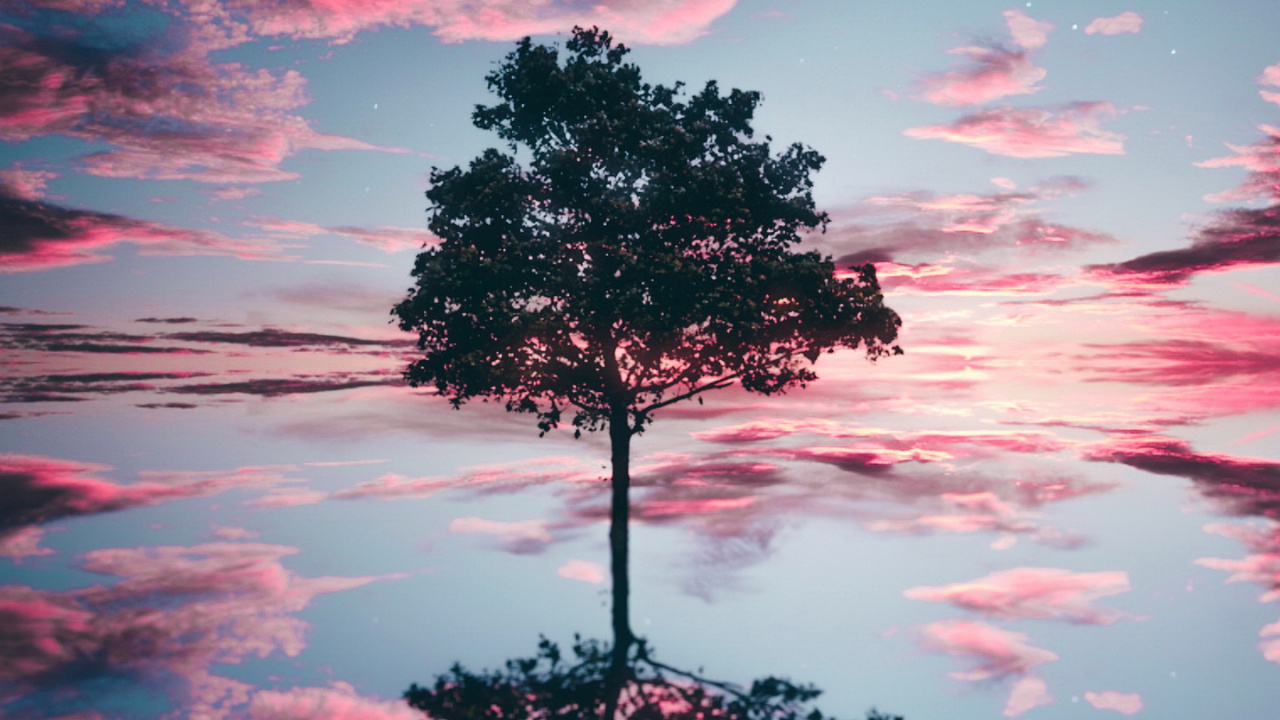 Обои облако, вода, атмосфера, растение, природа в разрешении 1280x720