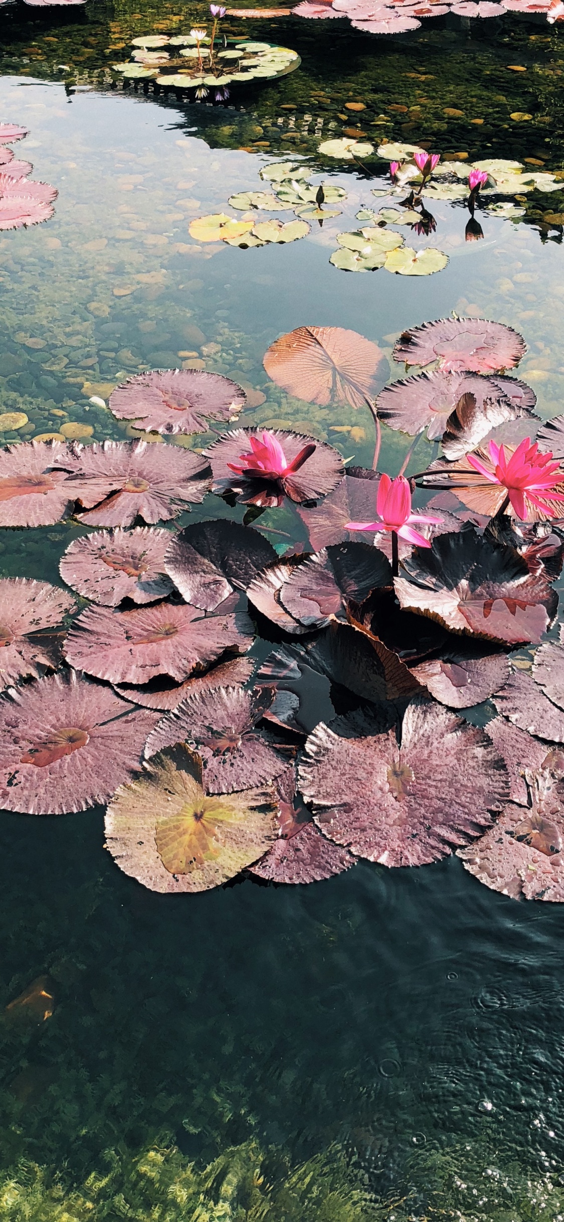 Обои цветок, наука, водоем, водное растение, гидроресурсы в разрешении 1125x2436