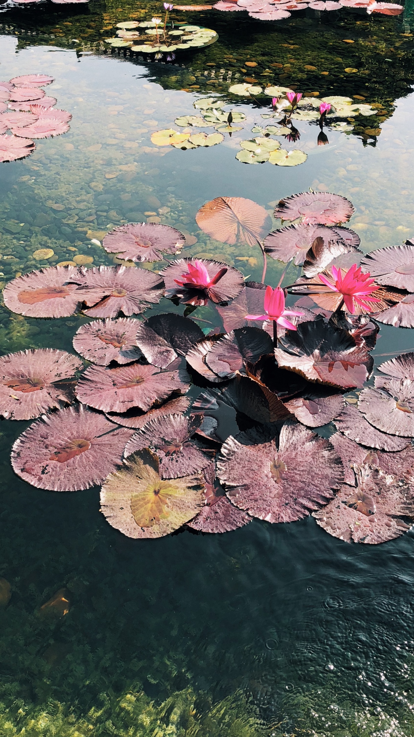 Обои цветок, наука, водоем, водное растение, гидроресурсы в разрешении 1440x2560