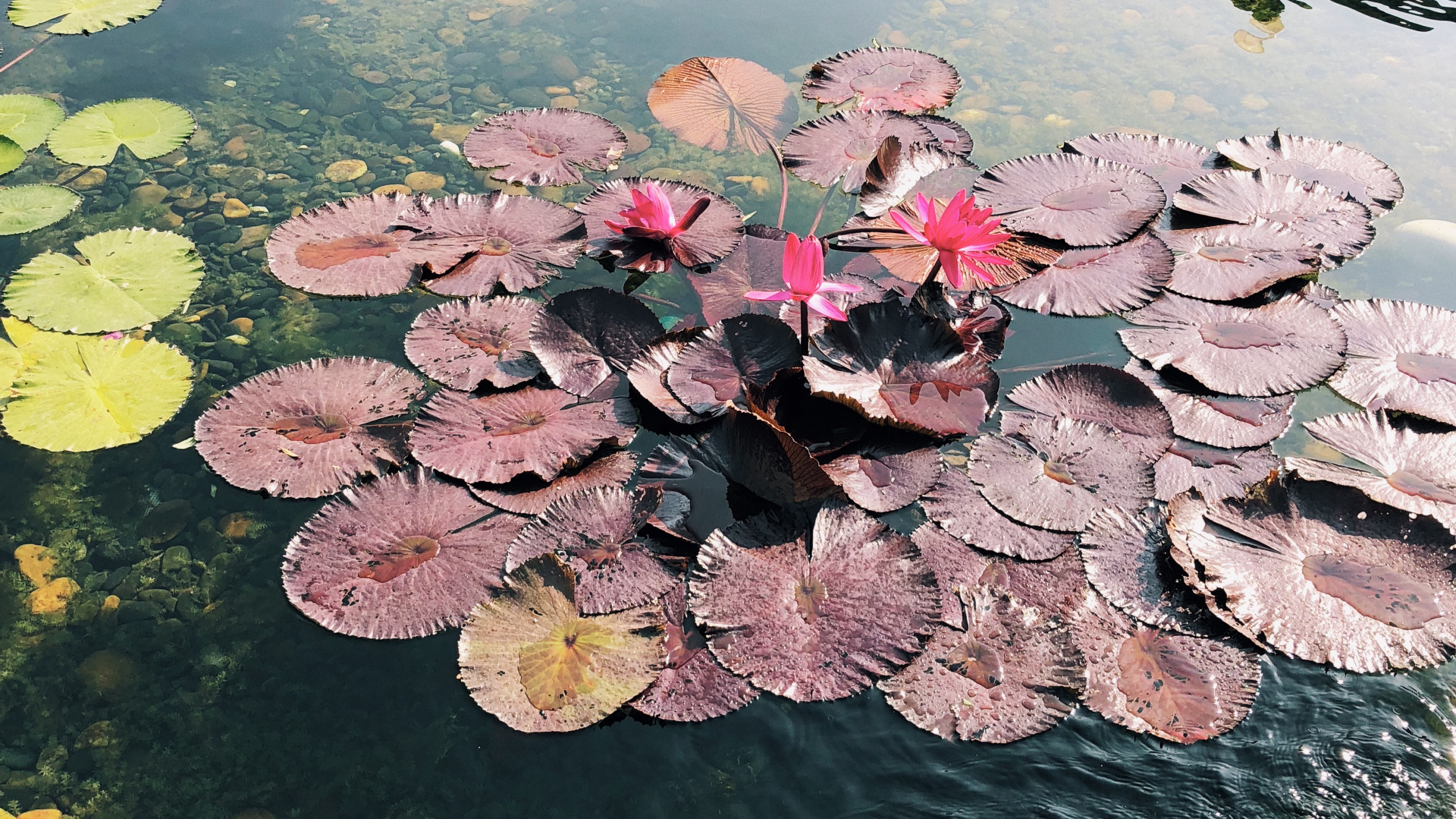 Обои цветок, наука, водоем, водное растение, гидроресурсы в разрешении 2560x1440