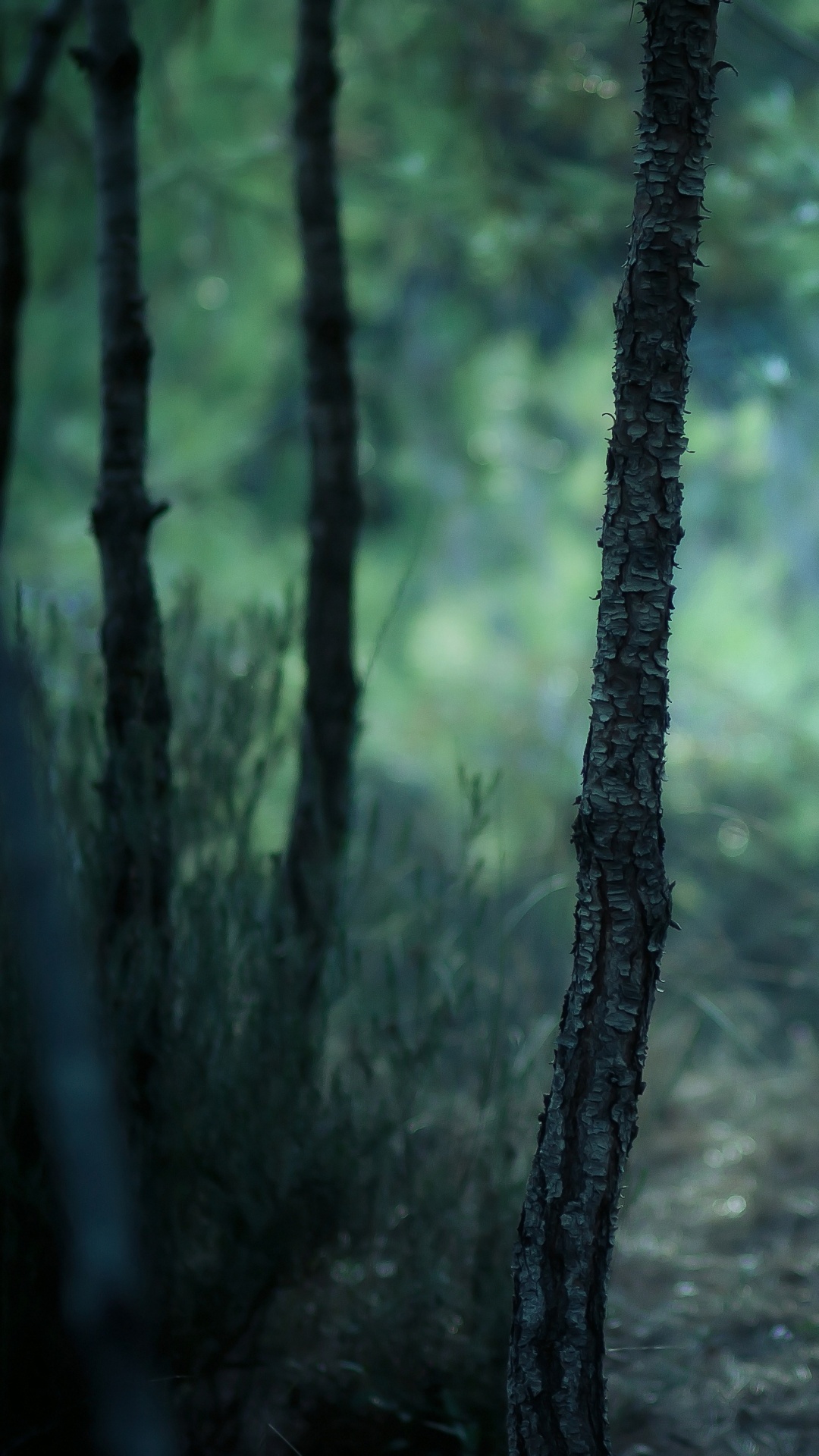 Обои лес, природа, лесистая местность, дерево, зеленый в разрешении 1080x1920