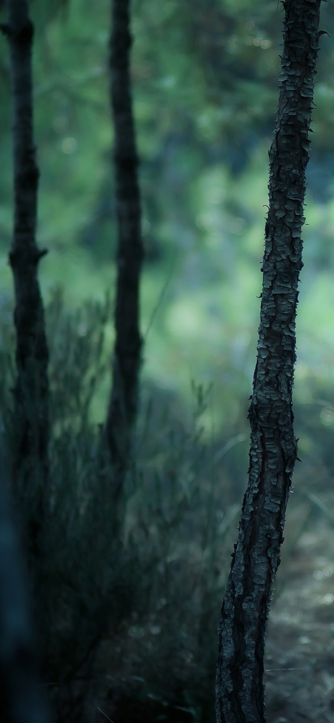 Обои лес, природа, лесистая местность, дерево, зеленый в разрешении 1125x2436