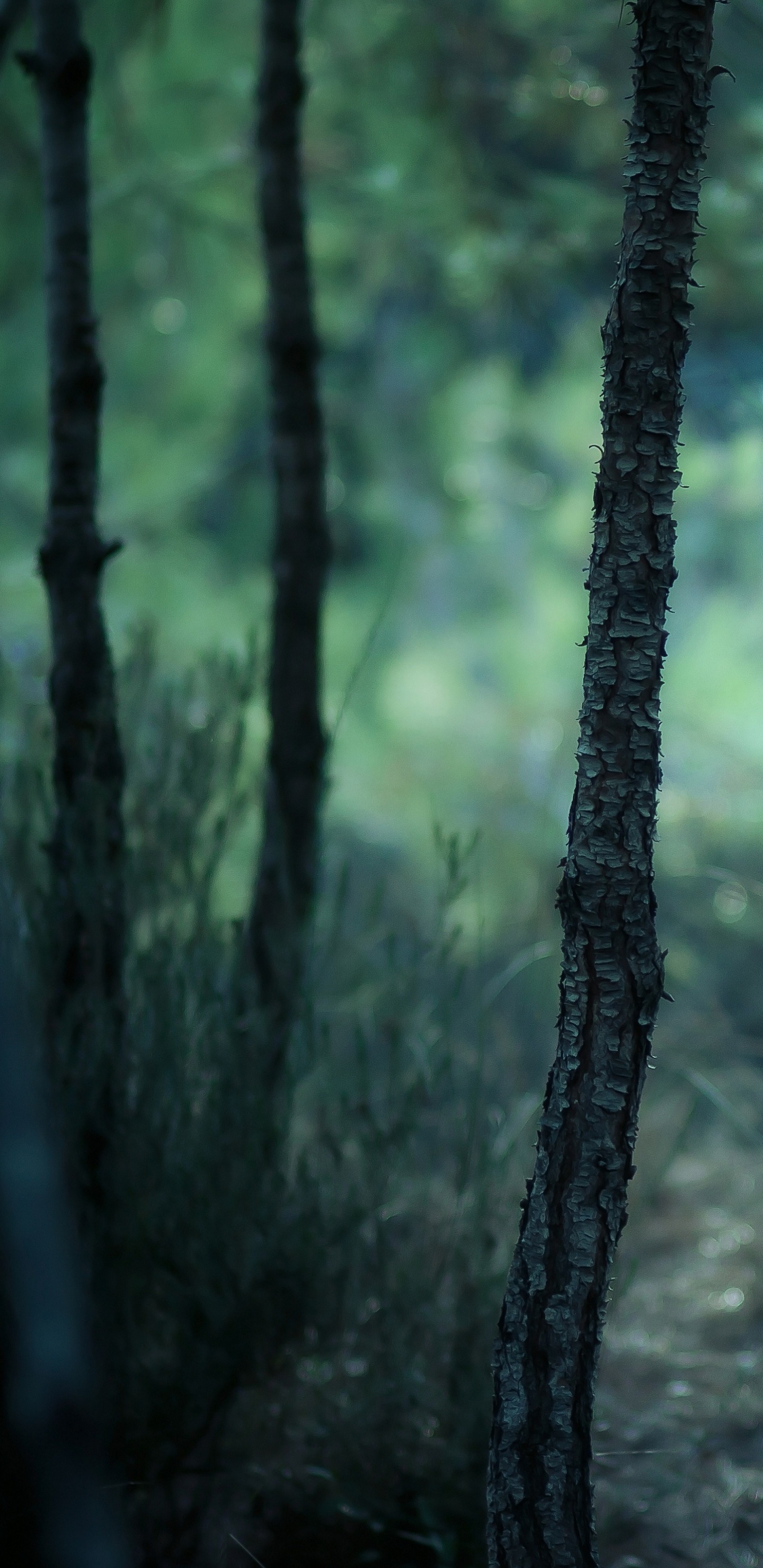 Обои лес, природа, лесистая местность, дерево, зеленый в разрешении 1440x2960