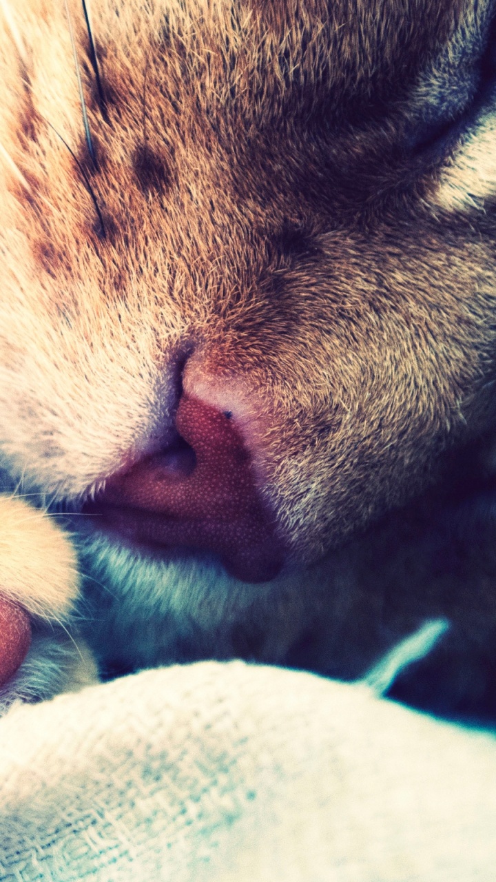 Обои нос, кошачьих, кошачьи, кошка дерево, позвоночных в разрешении 720x1280