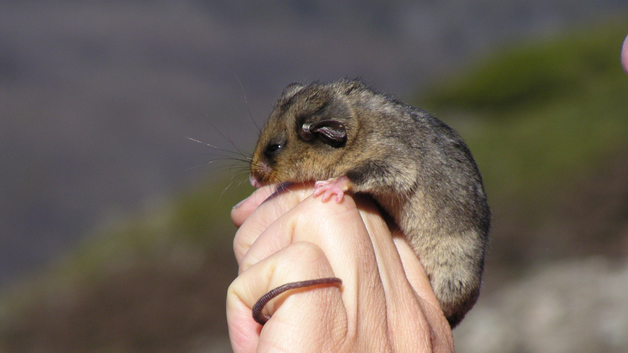 Обои Горный карликовый поссум, Phalangeriformes, исчезающий вид, Carpentarian рок-крыса, под угрозой исчезновения в разрешении 1280x720