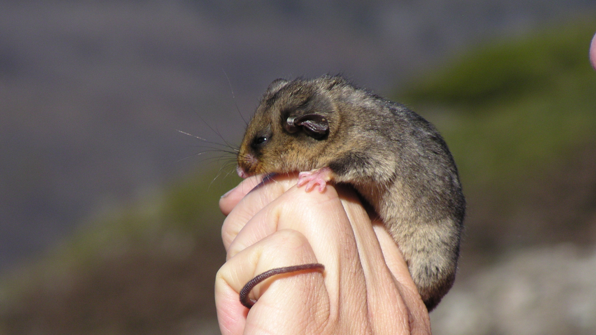 Обои Горный карликовый поссум, Phalangeriformes, исчезающий вид, Carpentarian рок-крыса, под угрозой исчезновения в разрешении 1920x1080