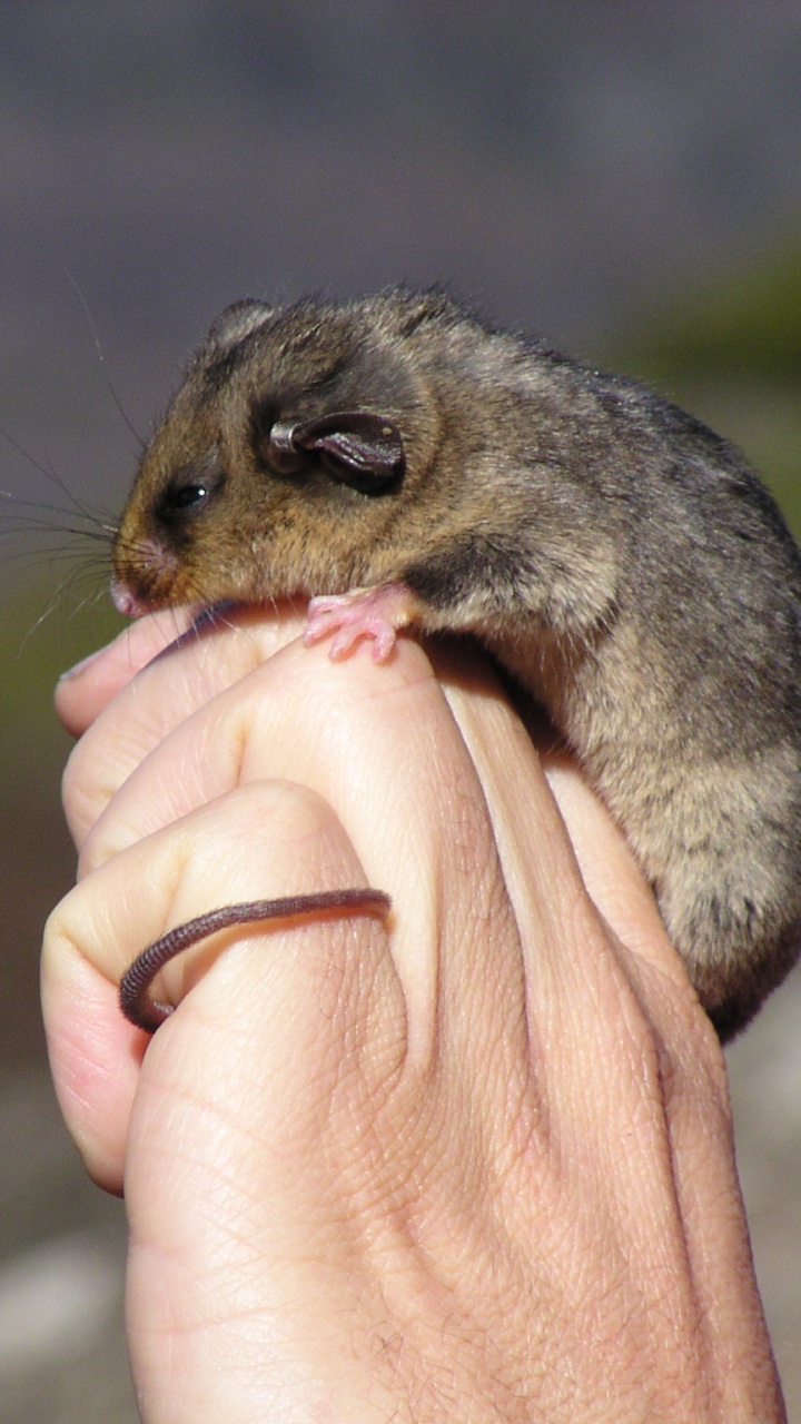 Обои Горный карликовый поссум, Phalangeriformes, исчезающий вид, Carpentarian рок-крыса, под угрозой исчезновения в разрешении 720x1280