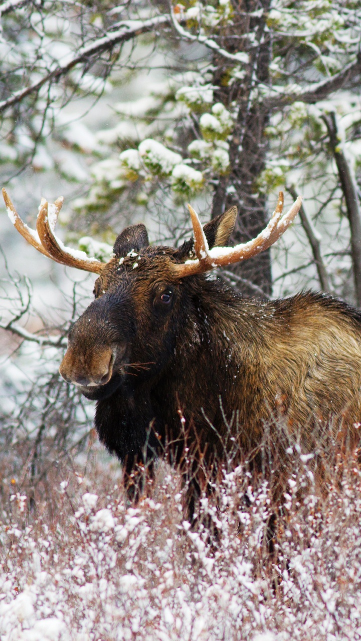 Обои американский лось, живая природа, лось, снег, олень в разрешении 720x1280
