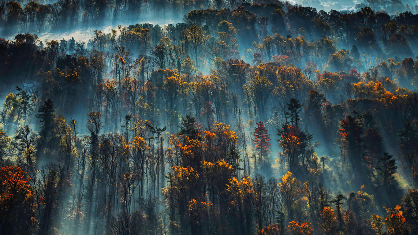 Обои синий, вода, дерево, атмосфера, солнечный свет в разрешении 1366x768