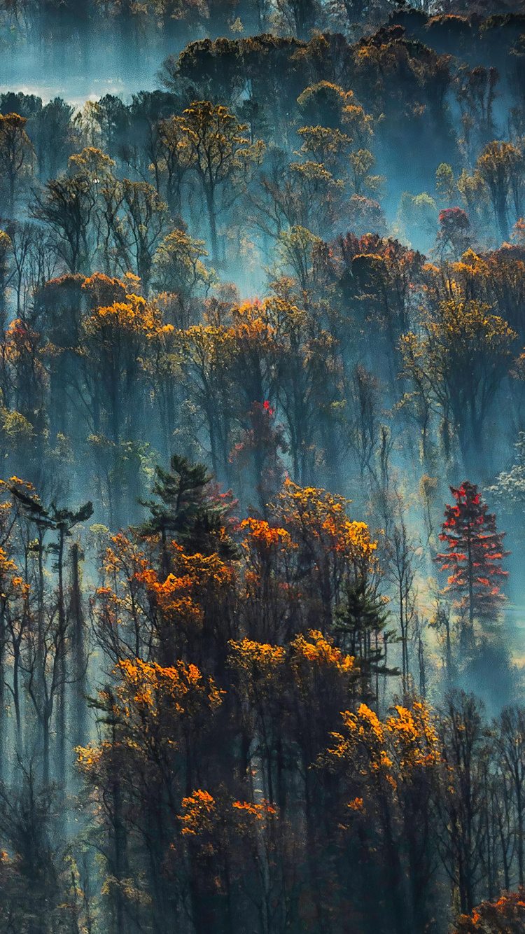 Обои синий, вода, дерево, атмосфера, солнечный свет в разрешении 750x1334