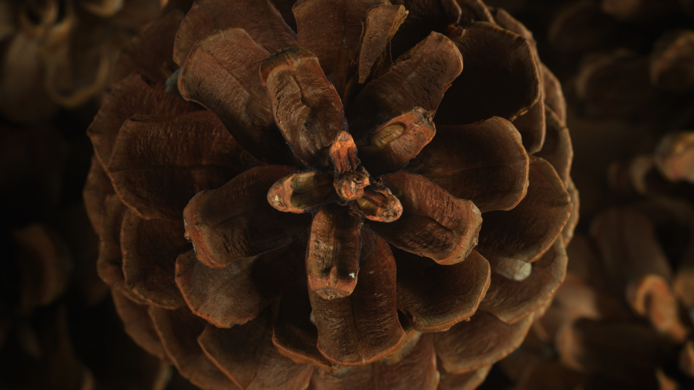 Обои Флора, коричневый цвет, растение, натуральный материал, древесина в разрешении 1366x768