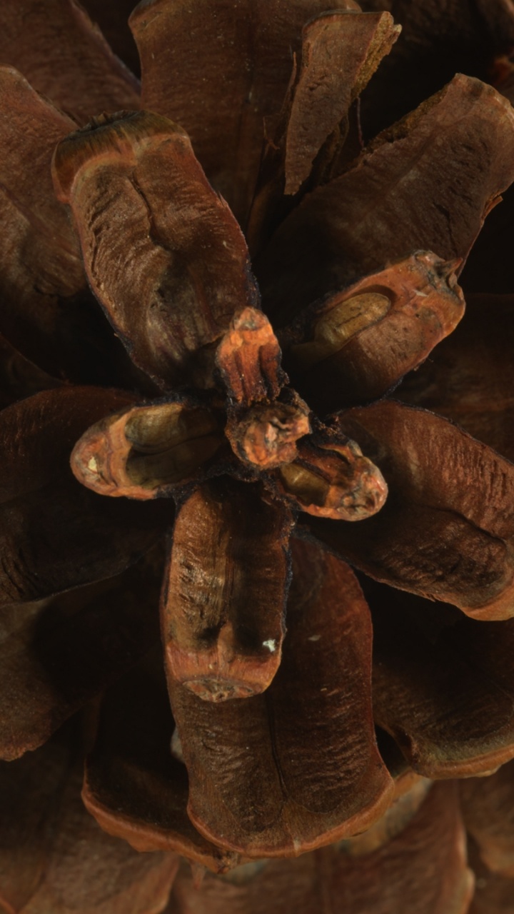 Обои Флора, коричневый цвет, растение, натуральный материал, древесина в разрешении 720x1280