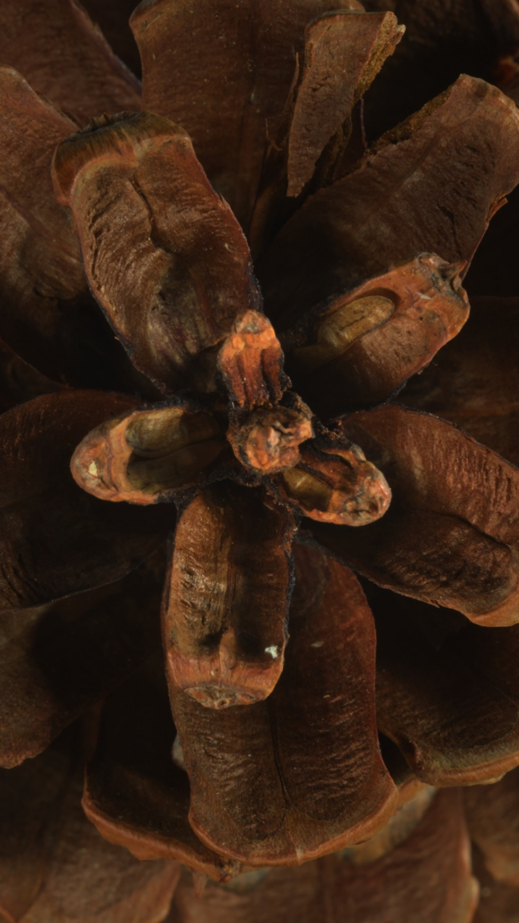 Обои Флора, коричневый цвет, растение, натуральный материал, древесина в разрешении 750x1334