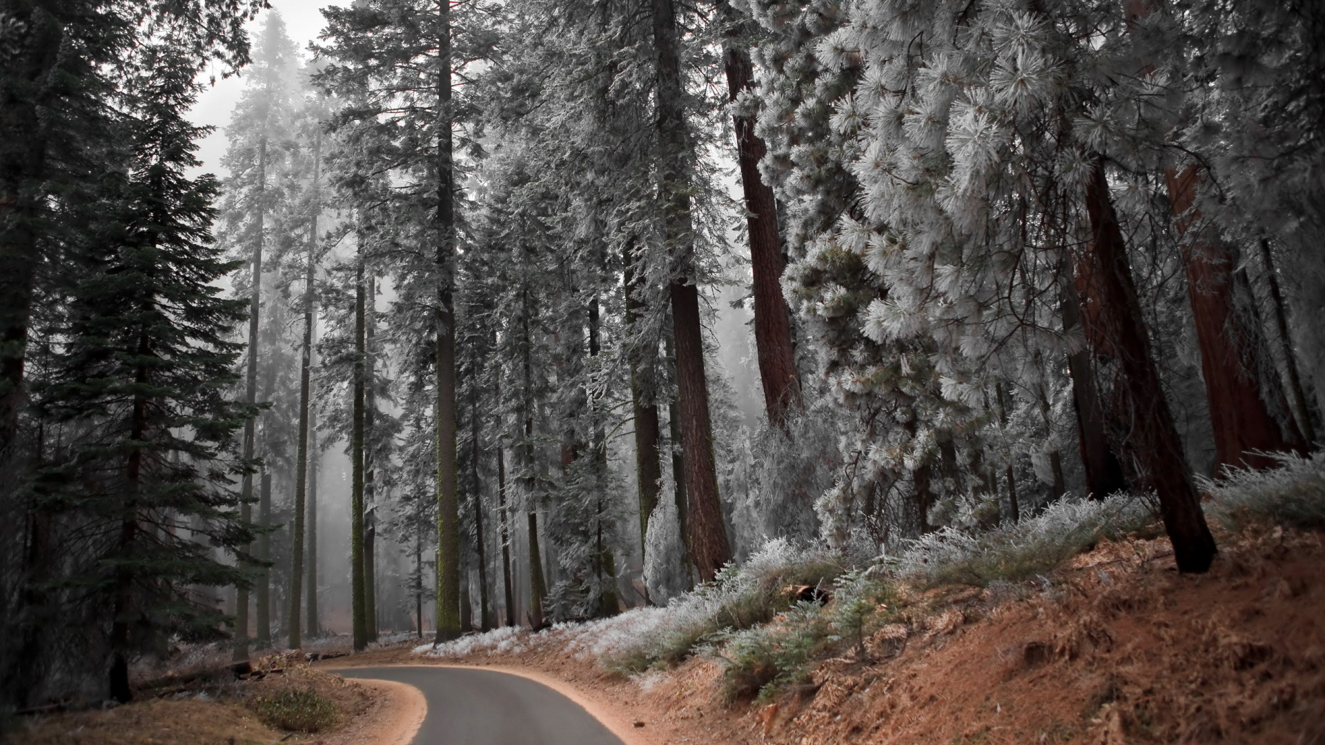 Обои пейзаж, дерево, лес, природа, лесистая местность в разрешении 1920x1080