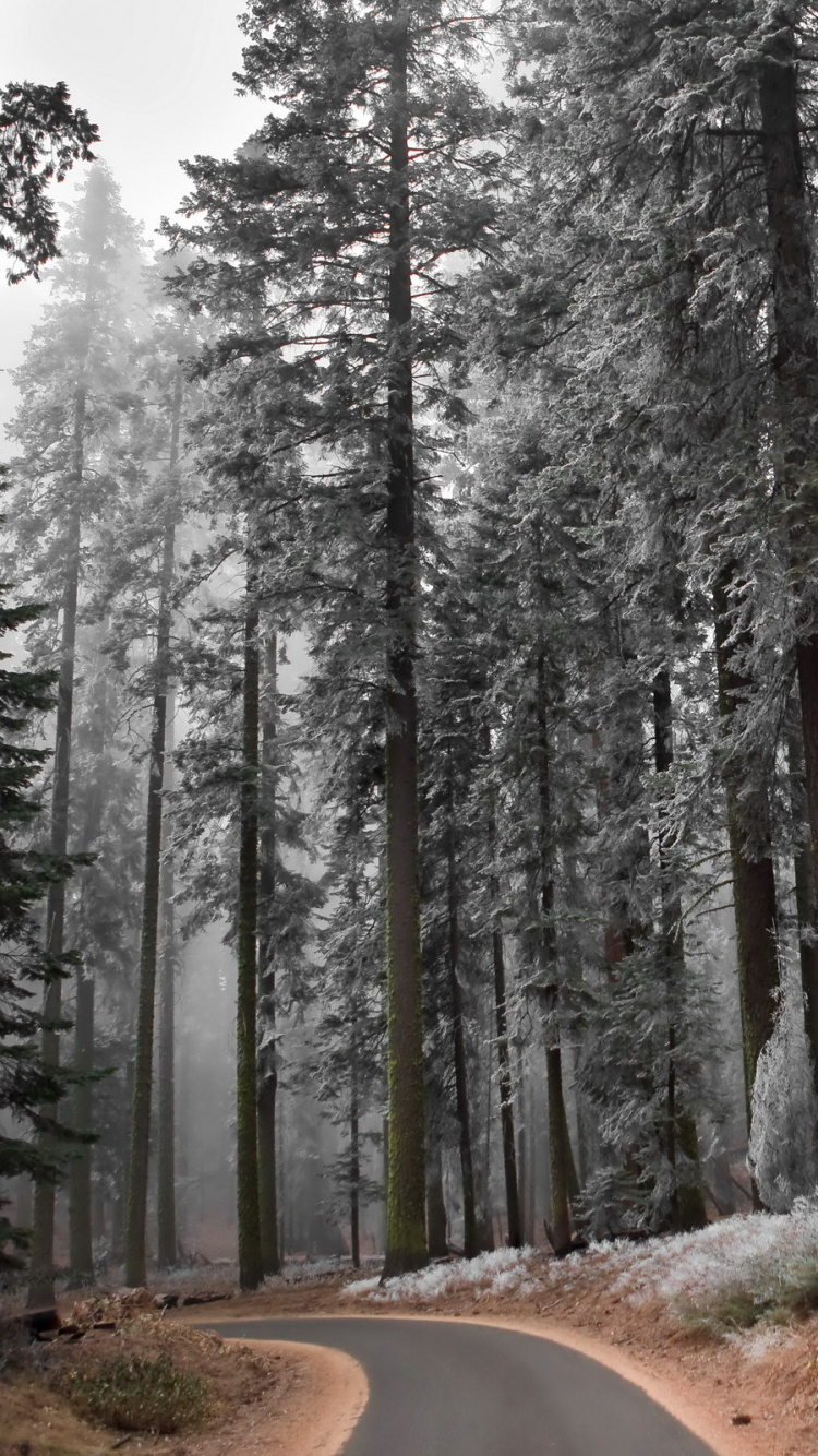 Обои пейзаж, дерево, лес, природа, лесистая местность в разрешении 750x1334