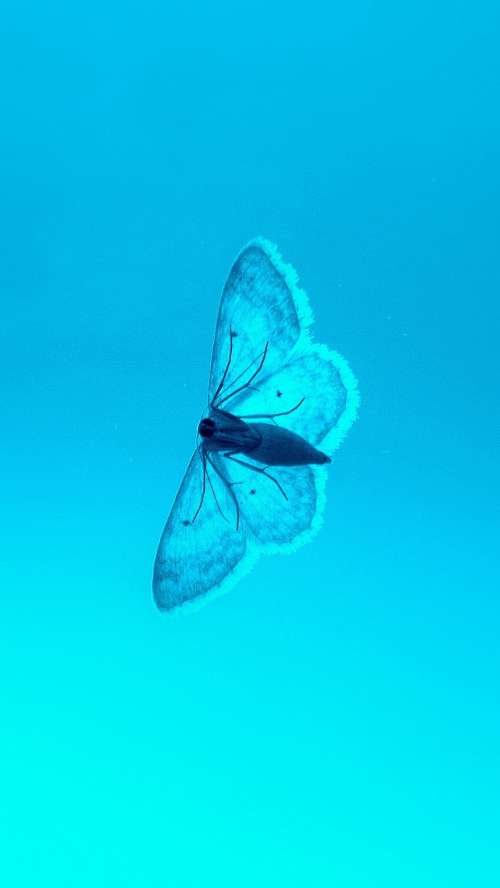 Обои насекомое, синий, Аква, зеленый, бабочка в разрешении 720x1280