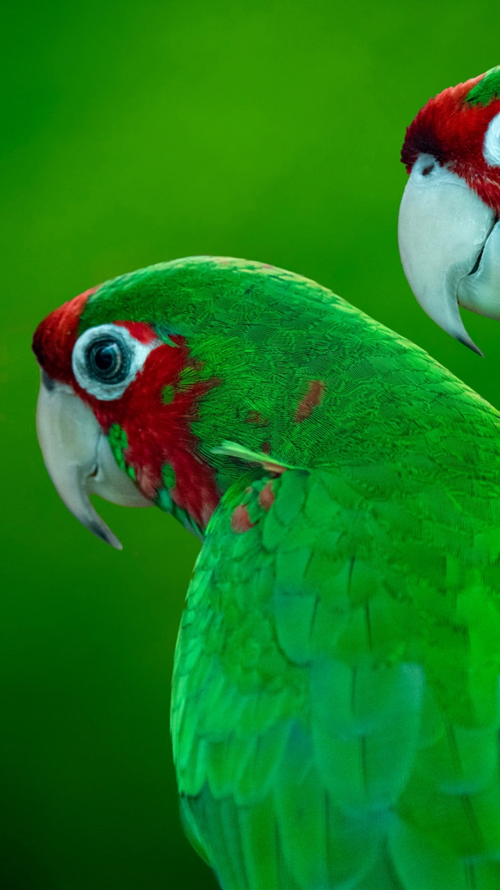 Обои Зеленощёкий амазонский попугай, Амазонка с красной короной, зеленощёкий попугай, попугая, серый попугай в разрешении 720x1280