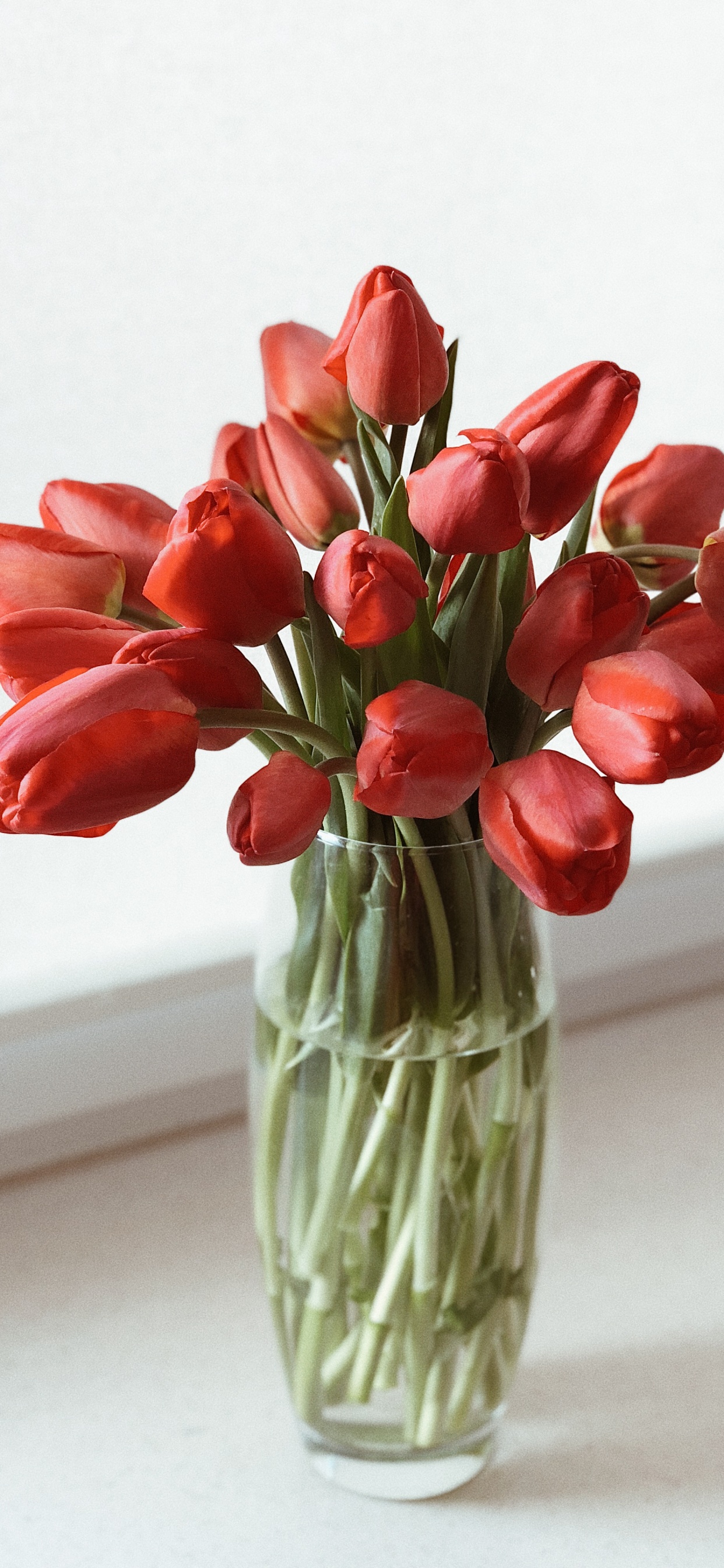 Обои срезанные цветы, цветочный дизайн, цветковое растение, ваза, тюльпаны в разрешении 1242x2688