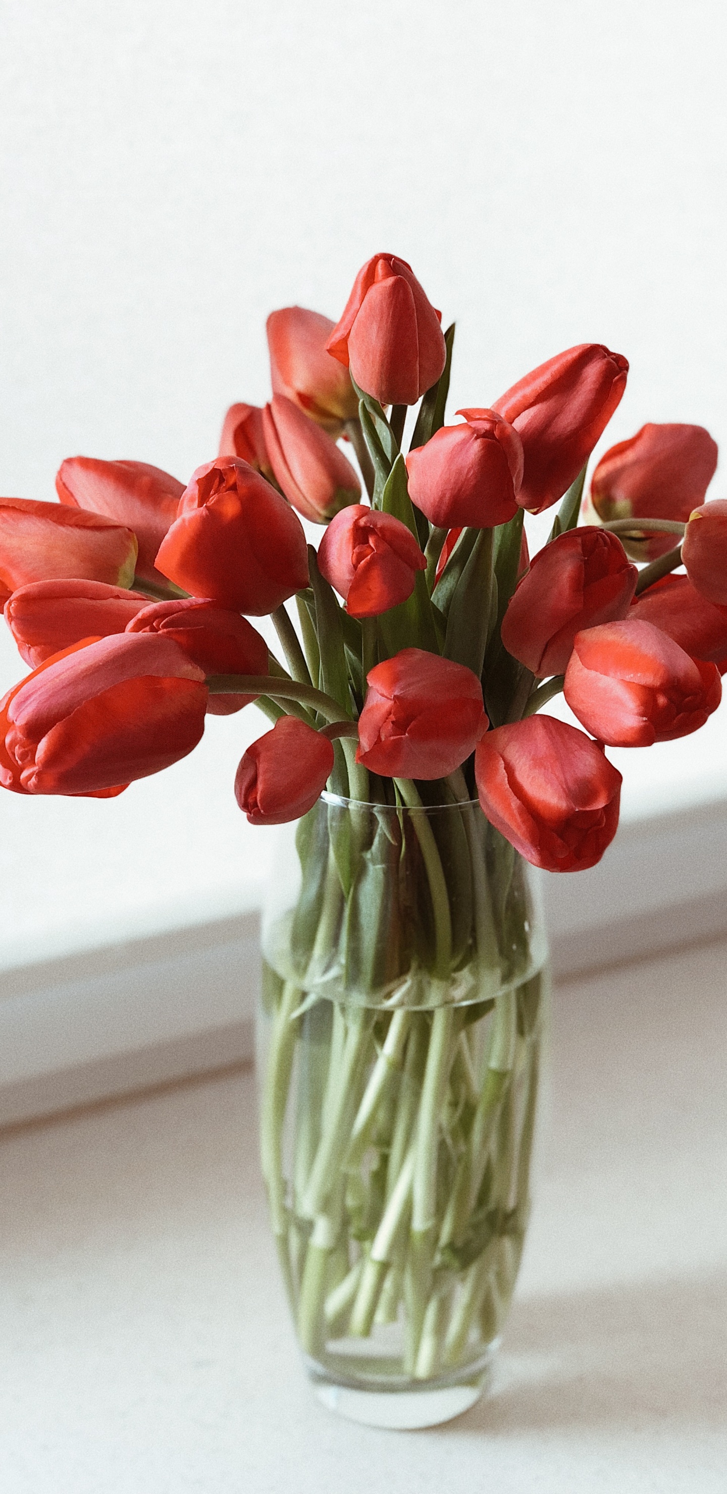 Обои срезанные цветы, цветочный дизайн, цветковое растение, ваза, тюльпаны в разрешении 1440x2960