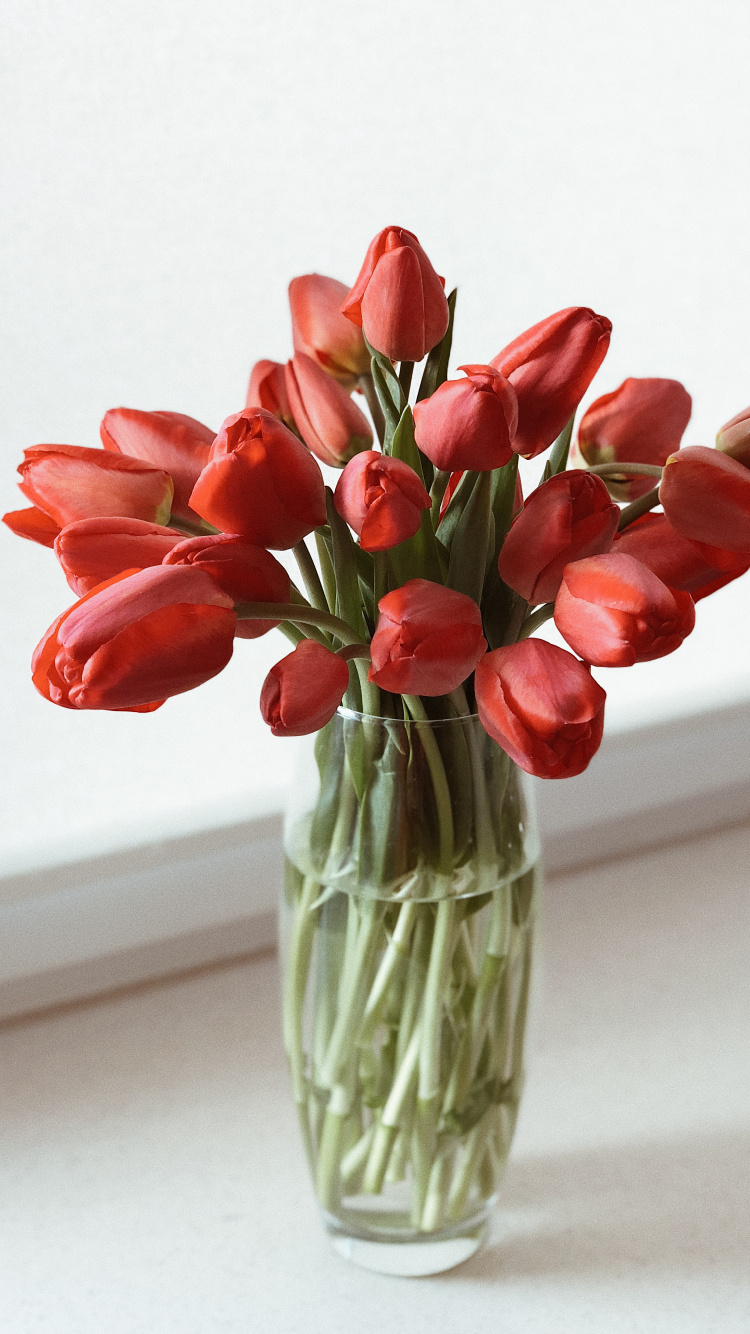 Обои срезанные цветы, цветочный дизайн, цветковое растение, ваза, тюльпаны в разрешении 750x1334