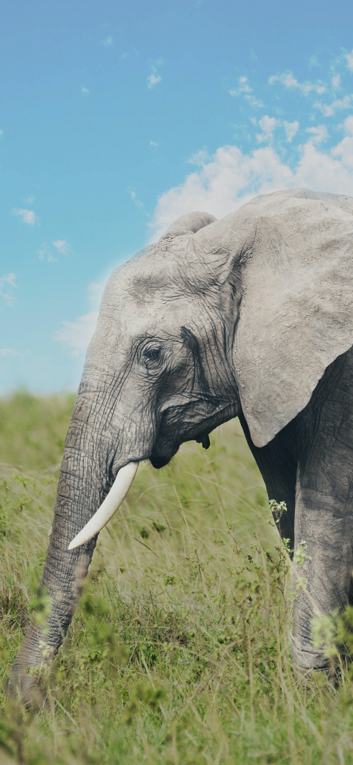 Обои хобот слона, африканский слон Буша, Слон, Лев, облако в разрешении 1125x2436