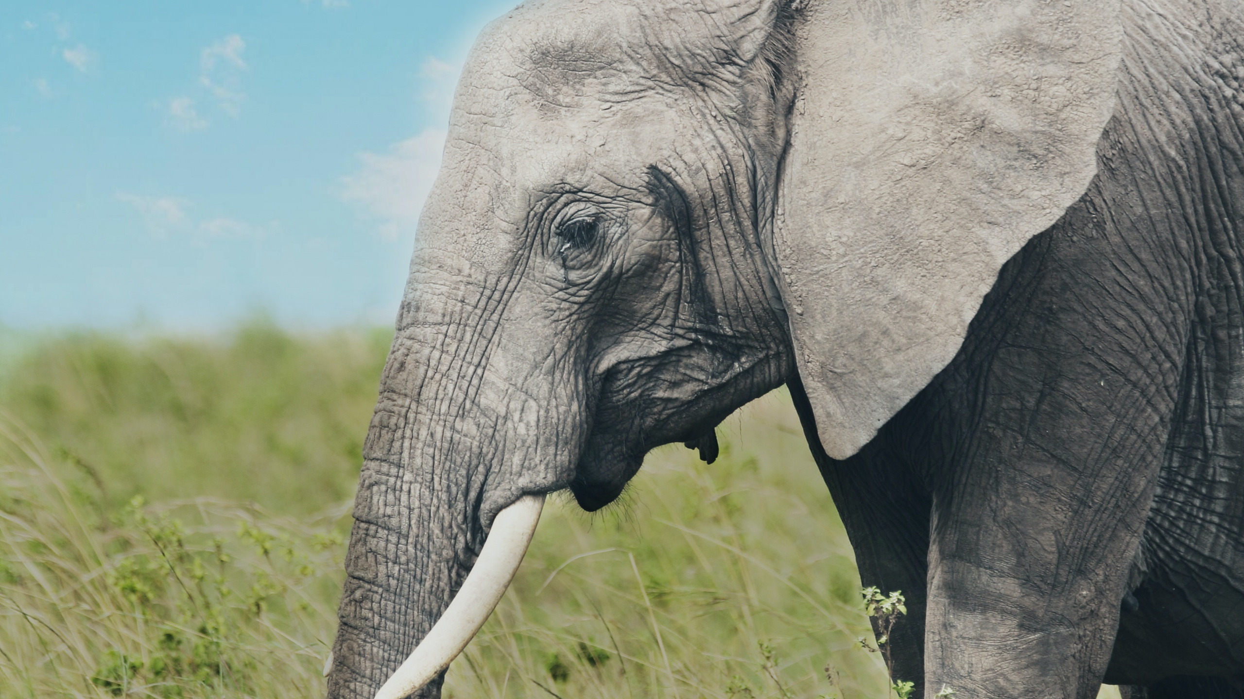 Обои хобот слона, африканский слон Буша, Слон, Лев, облако в разрешении 2560x1440