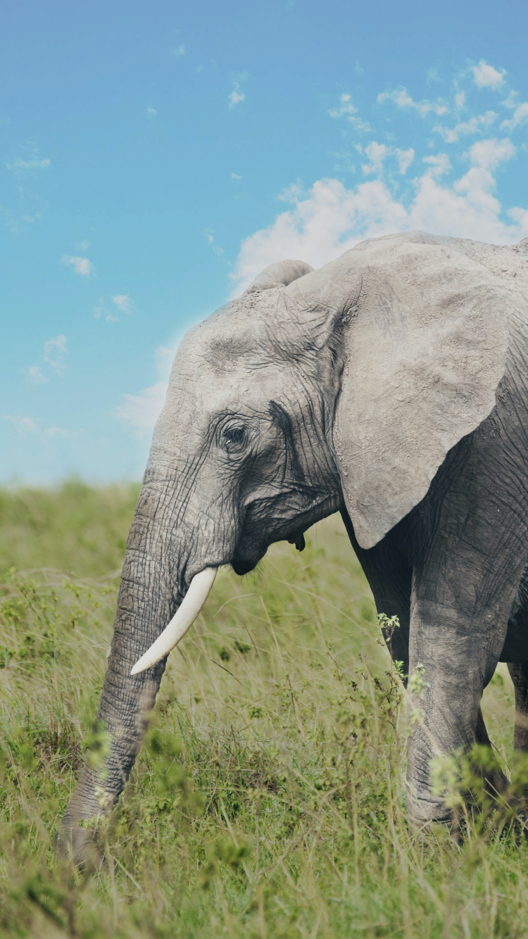 Обои хобот слона, африканский слон Буша, Слон, Лев, облако в разрешении 750x1334