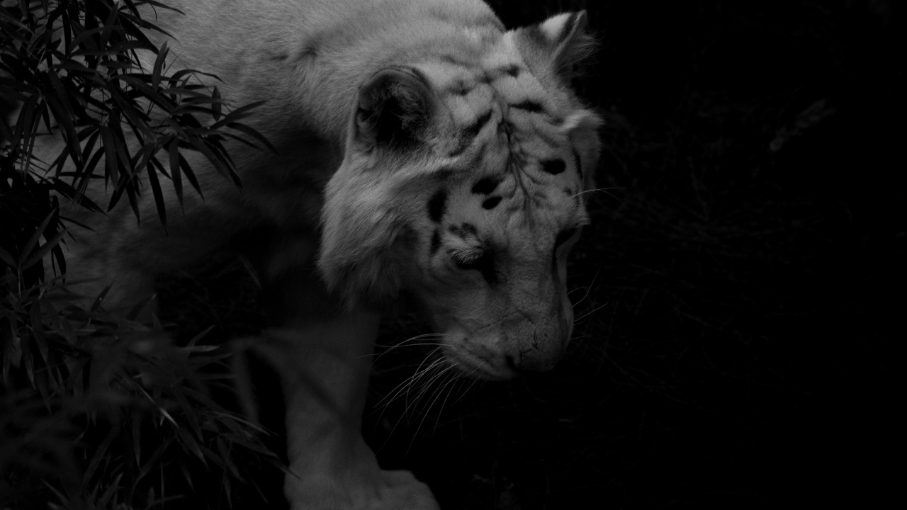 Обои Белый тигр, тигр, кошачьих, черный, живая природа в разрешении 1280x720