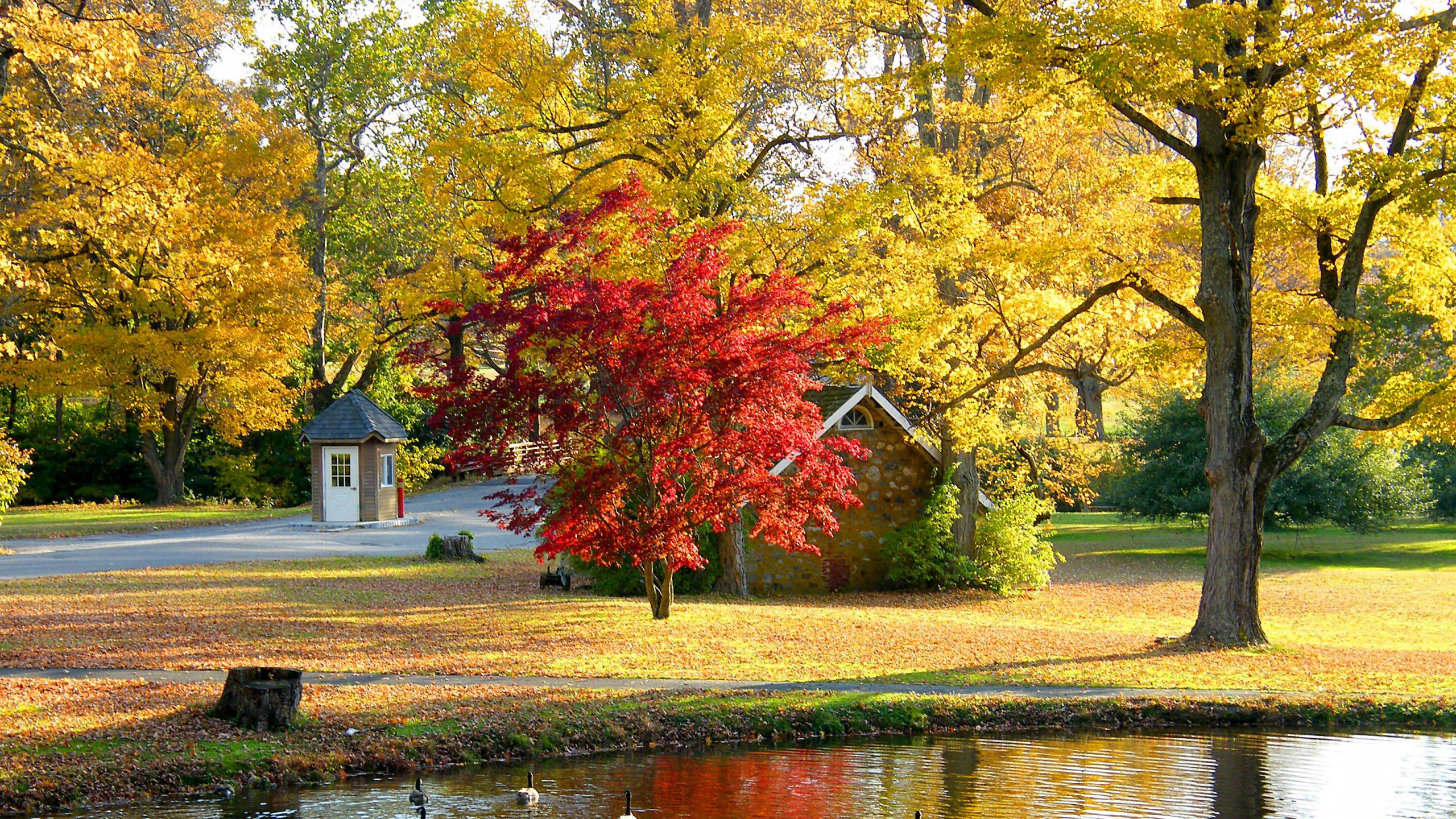 Обои дерево, природа, лист, отражение, осень в разрешении 2560x1440