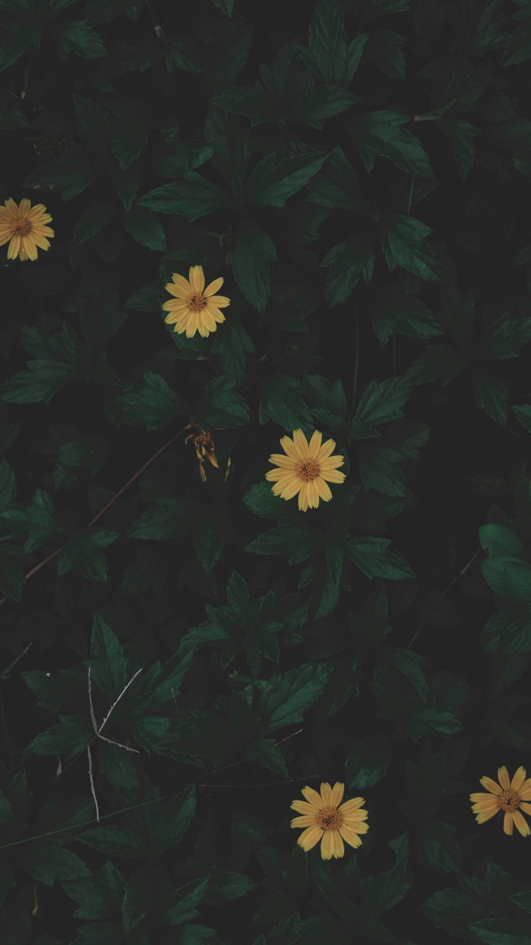 Обои черный, зеленый, желтый, лист, узор в разрешении 1080x1920