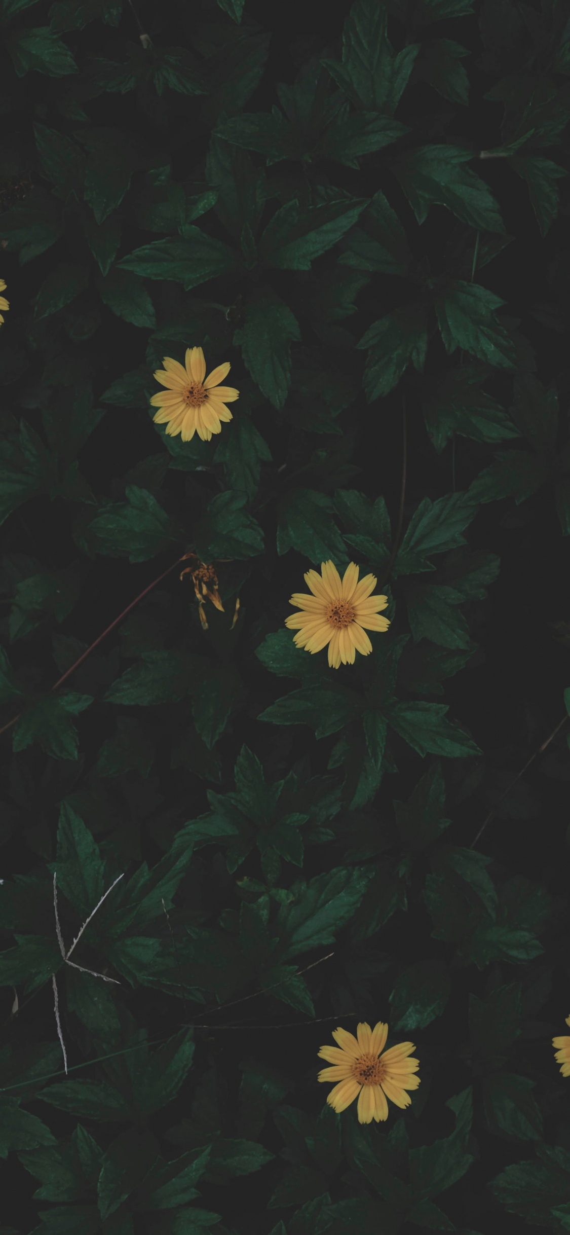 Обои черный, зеленый, желтый, лист, узор в разрешении 1125x2436